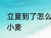 立夏到了怎么种小麦 立夏到了如何种小麦