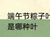 端午节粽子叶是什么叶 端午节粽子叶是哪种叶