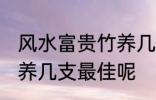 风水富贵竹养几支最旺运 风水富贵竹养几支最佳呢