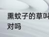 熏蚊子的草叫什么 驱蚊草也叫避蚊草对吗
