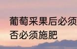 葡萄采果后必须施肥吗 葡萄采果后是否必须施肥