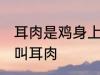 耳肉是鸡身上哪个部位 鸡的哪个部位叫耳肉