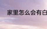 家里怎么会有白蚁 白蚁怎么产生