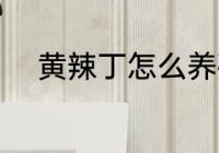 黄辣丁怎么养殖 黄辣丁养殖技术