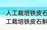 人工栽培铁皮石斛用什么土和水培 人工栽培铁皮石斛用哪些土和水培