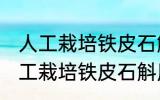 人工栽培铁皮石斛用什么土和水培 人工栽培铁皮石斛用哪些土和水培