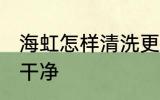 海虹怎样清洗更干净 如何清洗海虹更干净